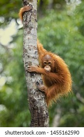 Bornean Orangutan (Pongo Pygmaeus) Is A Species Of Orangutan Native To The Island Of Borneo. Is A Critically Endangered Species, With Deforestation, Palm Oil Plantations, And Hunting 