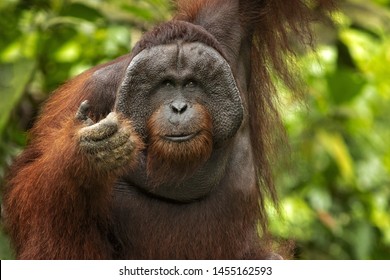 Bornean Orangutan (Pongo Pygmaeus) Is A Species Of Orangutan Native To The Island Of Borneo. Is A Critically Endangered Species, With Deforestation, Palm Oil Plantations, And Hunting 