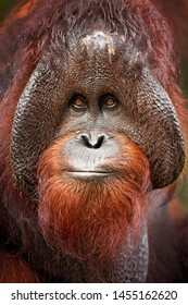 Bornean Orangutan (Pongo Pygmaeus) Is A Species Of Orangutan Native To The Island Of Borneo. Is A Critically Endangered Species, With Deforestation, Palm Oil Plantations, And Hunting 