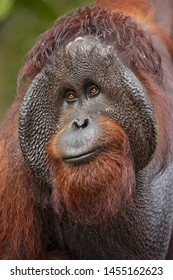 Bornean Orangutan (Pongo Pygmaeus) Is A Species Of Orangutan Native To The Island Of Borneo. Is A Critically Endangered Species, With Deforestation, Palm Oil Plantations, And Hunting 