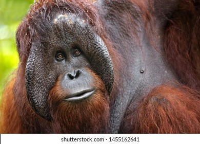 Bornean Orangutan (Pongo Pygmaeus) Is A Species Of Orangutan Native To The Island Of Borneo. Is A Critically Endangered Species, With Deforestation, Palm Oil Plantations, And Hunting 