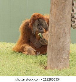 Bornean orangutan (Pongo pygmaeus) is a species of orangutan native to the island of Borneo