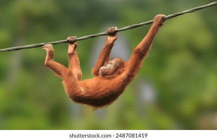 Bornean orangutan (Pongo pygmaeus) is a species of orangutan native to the island of Borneo. Together with the Sumatran orangutan and Tapanuli orangutan