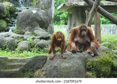 Bornean Orangutan (Pongo Pygmaeus) At The Zoo Exhibit