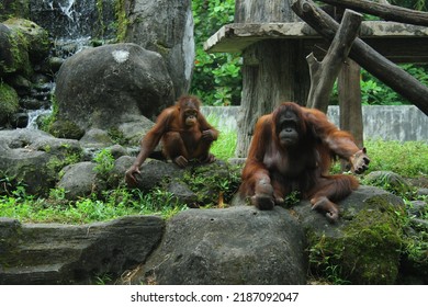 Bornean Orangutan (Pongo Pygmaeus) At The Zoo Exhibit