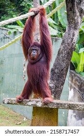 A Bornean Orangutan Stays Alone. 
Critically Endangered Species, With Deforestation, Palm Oil Plantations, And Hunting Posing A Serious Threat To Its Continued Existence.