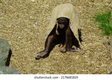 Bornean Orangutan Trying To Hide