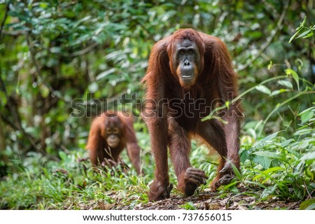 Bornean orangutan in the wild nature. Central Bornean orangutan ( Pongo pygmaeus wurmbii )  in natural habitat. Tropical Rainforest of Borneo.Indonesia