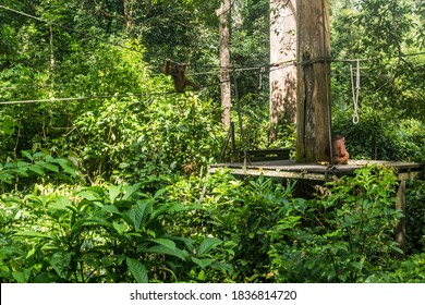 Bornean orangutans (Pongo pygmaeus) in Sepilok Orangutan Rehabilitation Centre, Borneo island, Malaysia