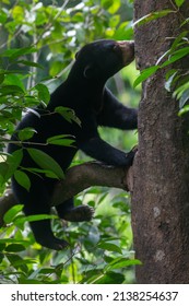 Bornean Sun Bear On Tree, Sepilok, Borneo, Malaysia