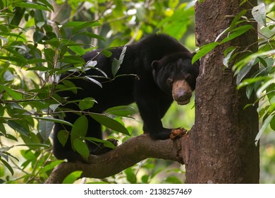 Bornean Sun Bear On Tree, Sepilok, Borneo, Malaysia