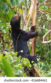 Bornean Sun Bear On Tree, Sepilok, Borneo, Malaysia