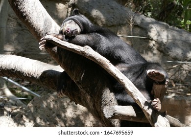 Bornean Sun Bear Sleeping In A Tree