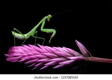 Borneo Asia Green Mantis