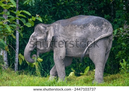 The Borneo elephant, also called the Bornean elephant or the Borneo pygmy elephant, is a subspecies of Asian elephant (Elephas maximus)