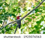 Borneo endemic bird, Bornean Bristlehead (Pityriasis gymnocephala) perch on a tree branch in Borneo rainforest, Sarawak