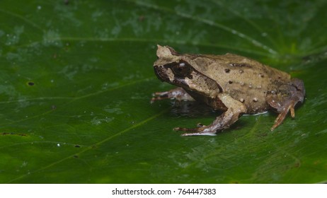 Borneo Horn Frog Stock Photo 764447383 | Shutterstock