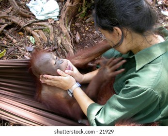 Borneo (Kalimantan) Orangutan baby and it's babysitter.