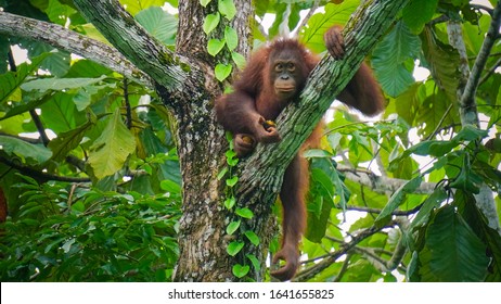Borneo orangutan, Pongo pygmaeus is an native orangutan species in the island of Borneo.