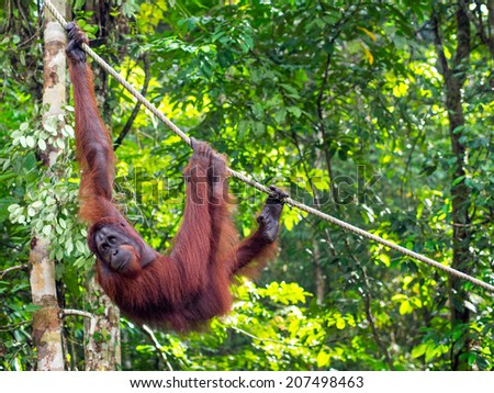 Borneo Orangutan at the Semenggoh Nature Reserve in Kuching, Sarawak State, Malaysia. 