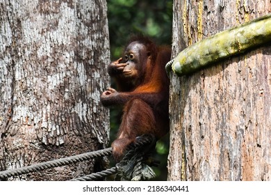 Borneo orangutan in Sepilok Orangutan Rehabilitate Center's feeding platform.