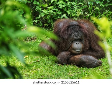 The Borneo Or Borneo orangutan (Pongo Pygmaeus) Belongs To The Hominidae Family With A Spread In Kalimantan (Indonesia) Sabah And Sarawak (Malaysia)
