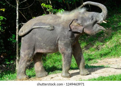 Borneo Pygmy Elephant