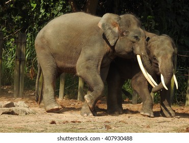 Borneo Pygmy Elephant