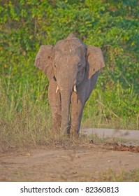 Borneo Pygmy Elephant