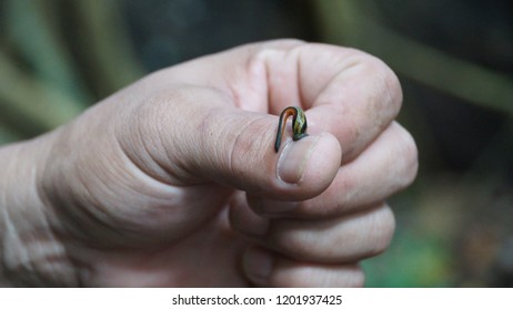 Borneo Tiger Leech In Danum Valley Rainforest Sabah