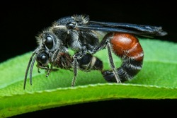 Borneo Velvet Ant Mating(Radoszkowskius Oculata)
