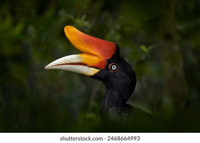 Borneo wildlife. Hornbill in the dark tropic forest. Rhinoceros hornbill, Buceros rhinoceros, big black bird with orange bill beak in the nature habitat. Kinabatangan, Borneo, Malaysia. - Powered by Shutterstock