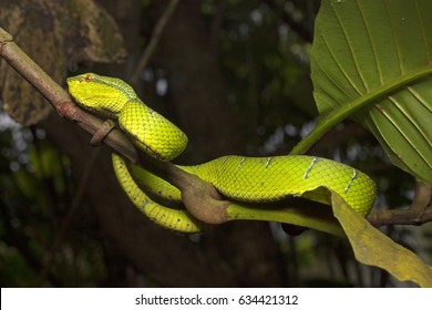 17 North philippine temple pit viper Images, Stock Photos & Vectors ...