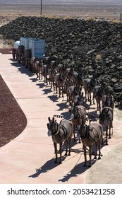 Boron, California, USA - September 17, 2021: Image Showing A Metal Sculpture Of The Historic Twenty Mule Team At The Rio Tinto Mine.