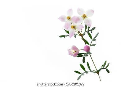 Boronia anemonifolia flower on white background