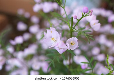 Boronia little light purple flower