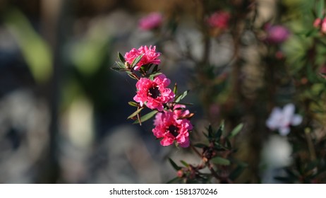 Boronia Pinnata trees with pink flowers blooming in the garden