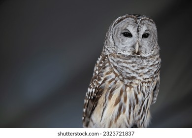 Borrowing Owl an Endangered Species