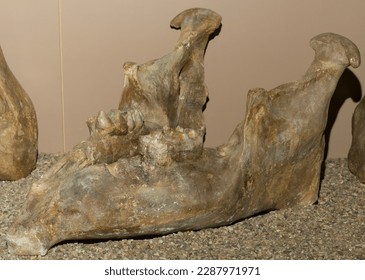 Mastodon de Borson (Mammut borsoni) - fósil. Mandibula de mandibula baja. 
