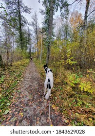 A Borzoi Dog Longing For Her Owner 