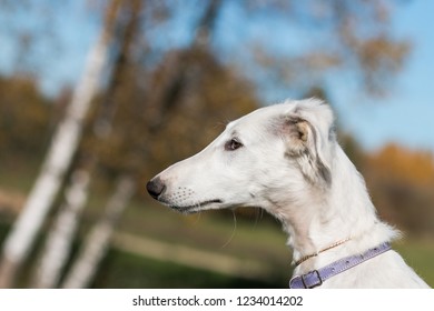 Puppy Fast Stock Photos Images Photography Shutterstock