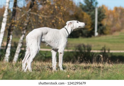 Puppy Fast Stock Photos Images Photography Shutterstock