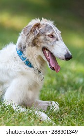 borzoi laying on the meadow - Shutterstock ID 288301349