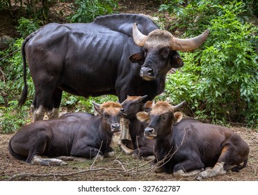  Bos Gaurus