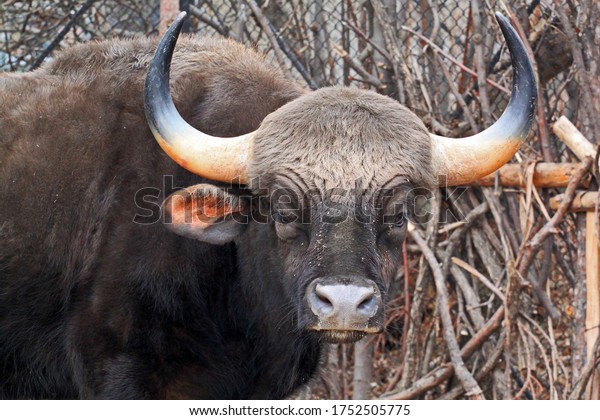 Bos Gaurus Gaur Largest Bovine Native Stock Photo Edit Now 1752505775