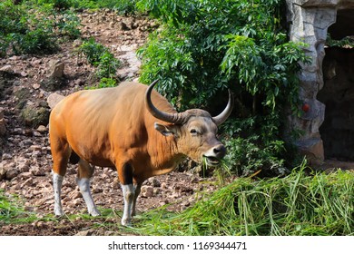 Bos Javanicus Is Eating Happily.