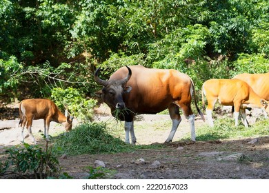 Bos Javanicus Is Eating Happily.