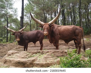 Bos Javanicus At Prigen Safari Park