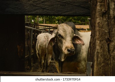 Bos Taurus Indicus In Framed Shot