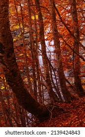 Bosco Della Martese, Monti Della Laga, Abruzzo, Italy